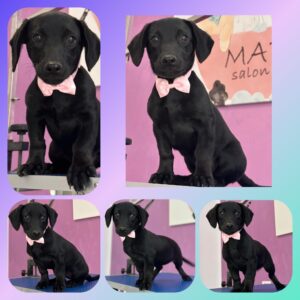 salon canin Dumbrăvița – toaletaj profesional câini