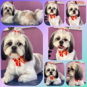 Daisy