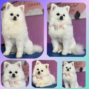 Pomsky