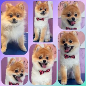 Tedi